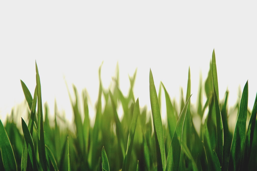 grass-1
