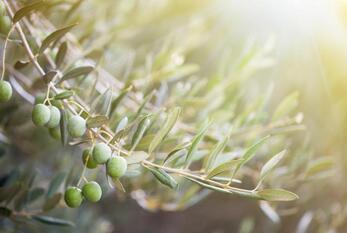 riego del olivo