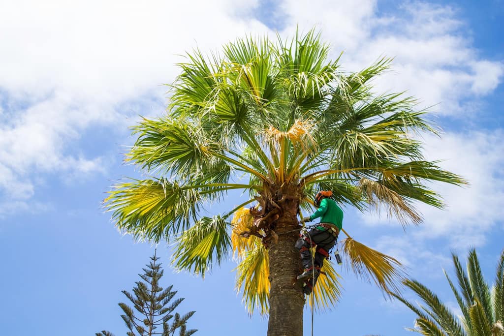cuando podar palmera