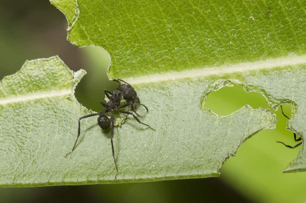 cómo eliminar hormigas de las plantas