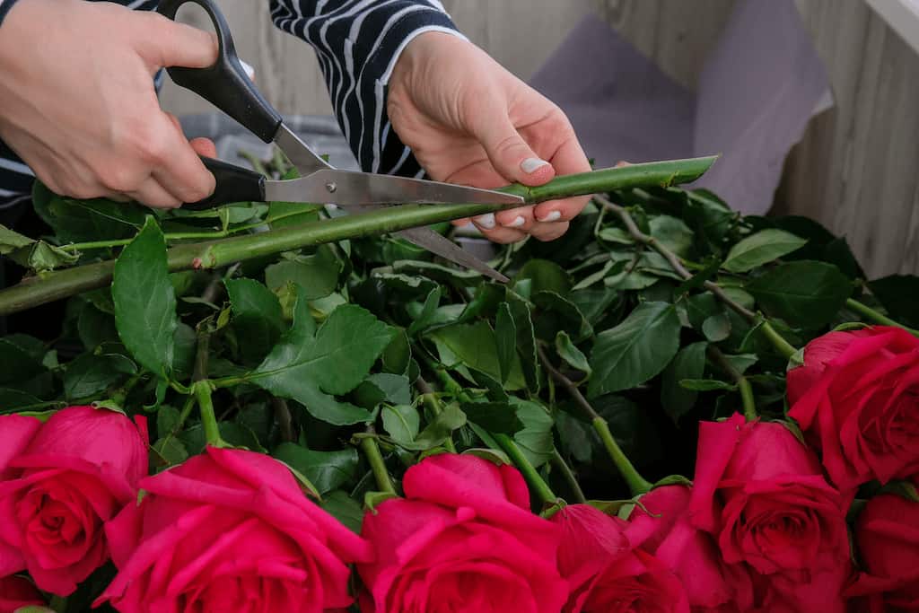 podar las rosas en invierno 