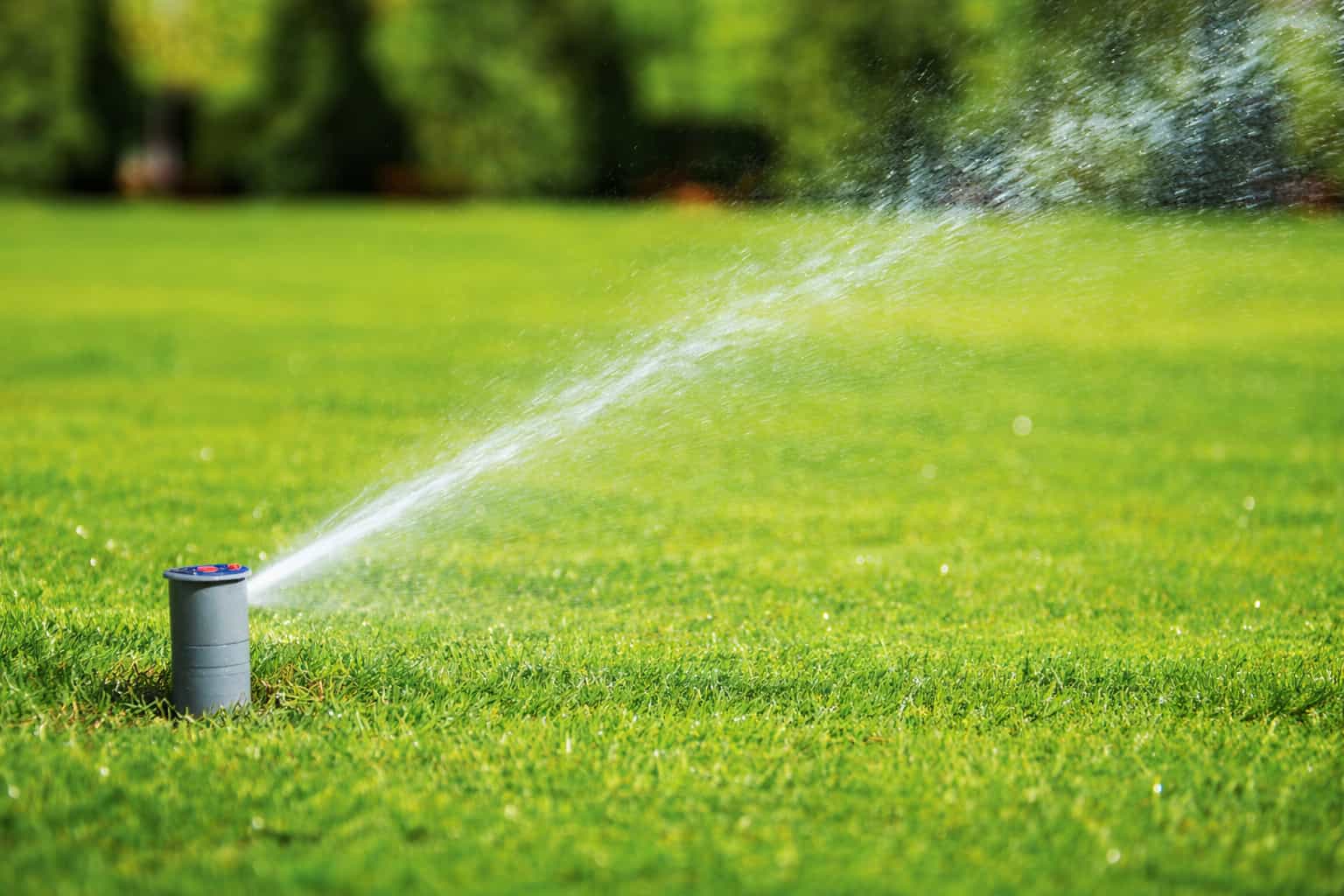 cada cuanto regar las plantas de exterior